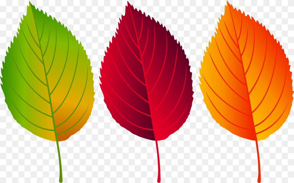 Fall Leaves Clip Art Is Available For Free Colorful Fall Leaves Clip Art, Leaf, Plant Png Image