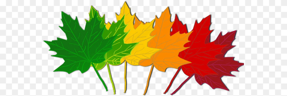 Fall Leaves Clip Art September Fall Leaves Clip Art, Leaf, Plant, Tree, Maple Png