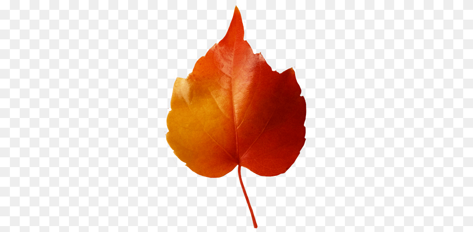 Fall Leaves Clip Art Small Red Yellow Leaf Clipart, Plant, Tree, Maple Leaf, Maple Free Png