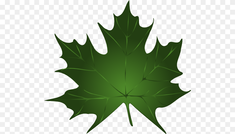 Fall Leaves Clip Art Transparent, Leaf, Plant, Green, Maple Leaf Free Png
