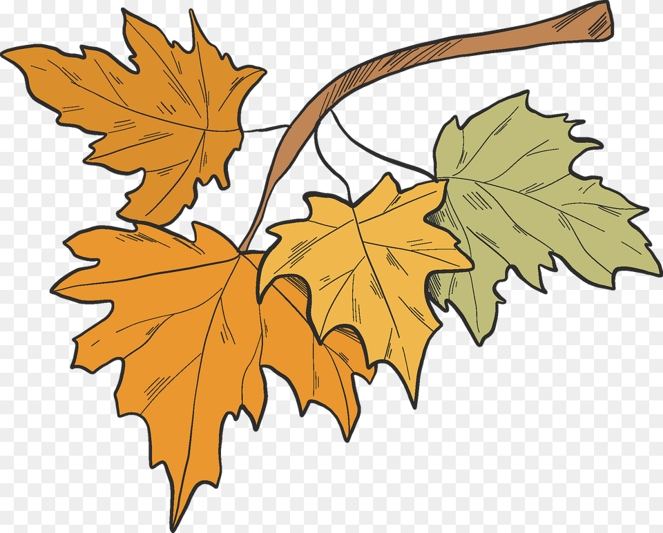 Fall Leaves Clipart, Leaf, Plant, Tree, Maple Free Png Download