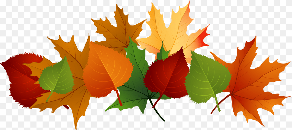 Fall Leaves Clipart, Leaf, Plant, Tree, Maple Leaf Free Transparent Png