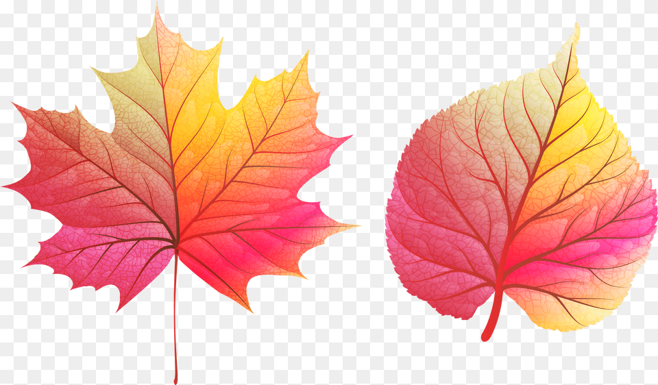 Fall Leaves Clipart Free Transparent Png