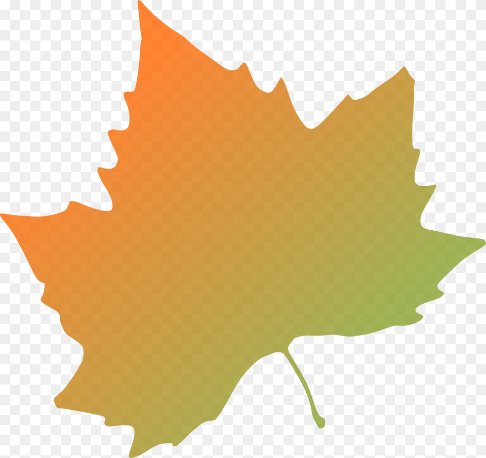 Fall Leaves Clipart, Leaf, Maple Leaf, Plant, Tree Png Image