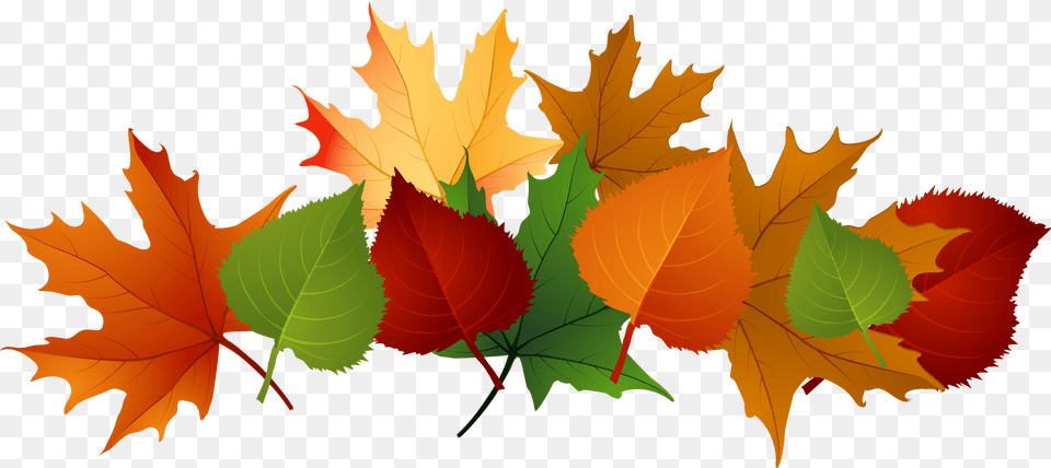 Fall Leaves Clipart Border, Leaf, Plant, Tree, Maple Leaf Free Png