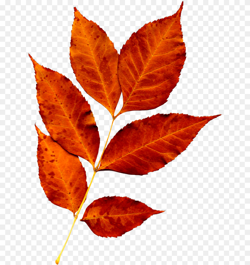 Fall Leaves Fall Leaves Pictures Leaf Flowers High Resolution Fall Leaves, Plant, Tree Free Png Download