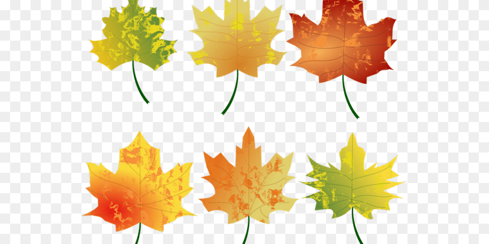 Fall Leaves Graphic Color Hojas De, Leaf, Plant, Tree, Maple Leaf Free Png