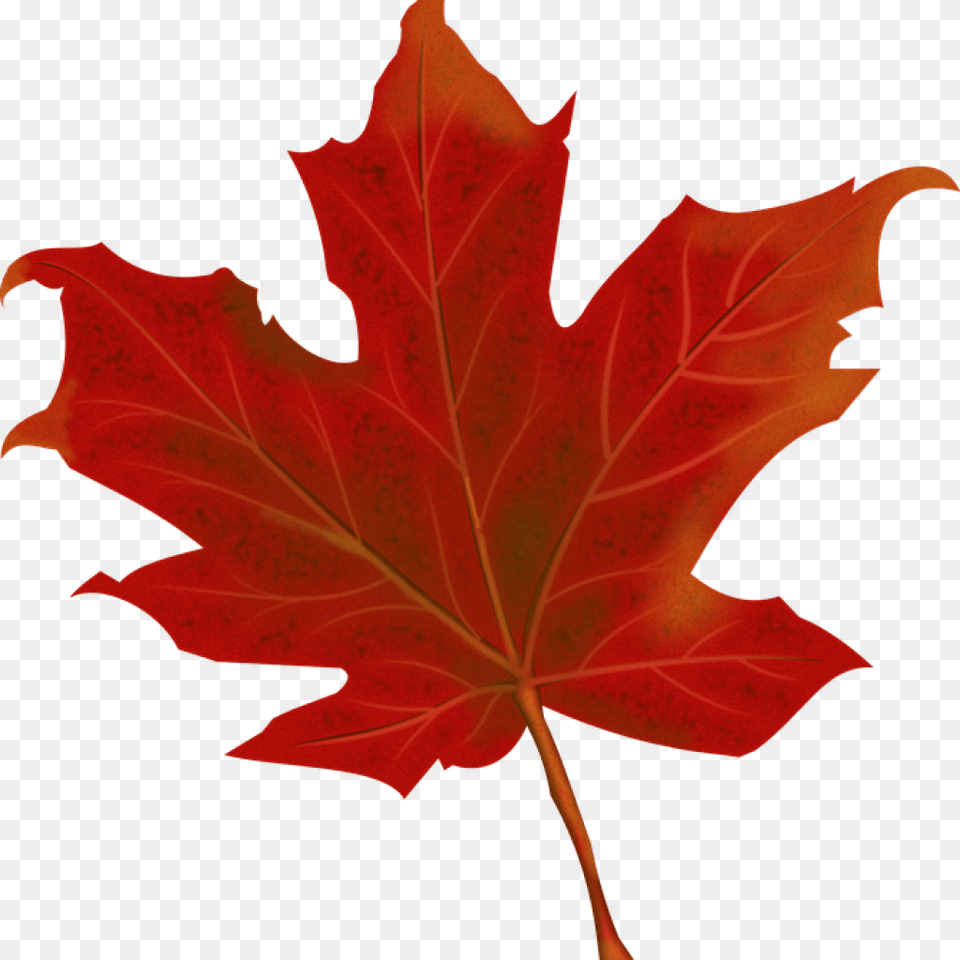 Fall Leaves Graphic Leaf Autumn Leaves Free Vector, Plant, Tree, Maple, Maple Leaf Png Image
