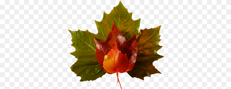 Fall Leaves Green Red Yellow Leaf Red And Green, Plant, Tree, Maple Leaf, Maple Free Png Download