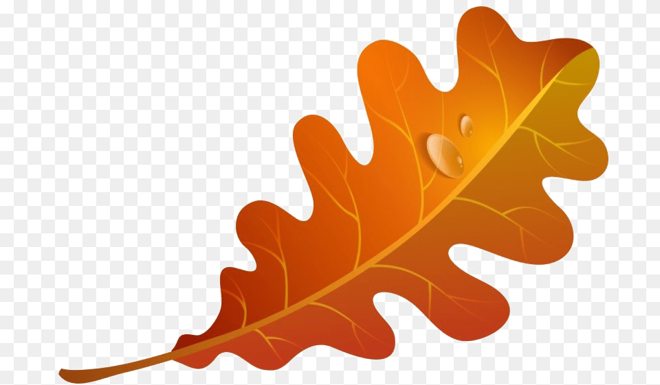 Fall Leaves Image Autumn Oak Leaf Clipart, Plant, Tree, Produce, Food Png