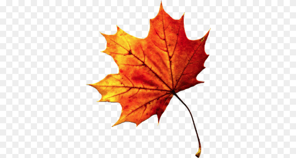 Fall Leaves Images 1 Image Background Fall Leaf, Plant, Tree, Maple, Maple Leaf Free Transparent Png