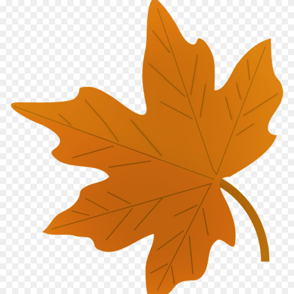 Fall Leaves Images Clip Art Balloon Clipart House Clipart Online, Leaf, Maple Leaf, Plant, Tree Png Image