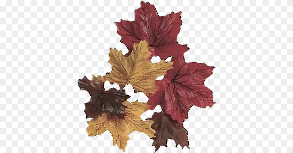 Fall Leaves Leaf Autumn Windy Cold Breeze Plant Stem Maple Leaf, Tree, Maple Leaf Png