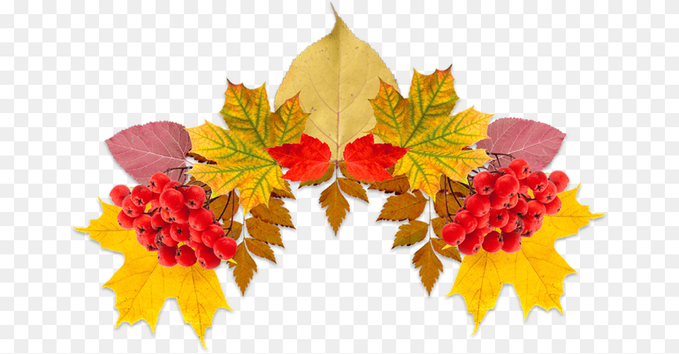 Fall Leaves Leavescrown Crownfreetoedit Illustration, Leaf, Plant, Tree, Maple Free Png Download