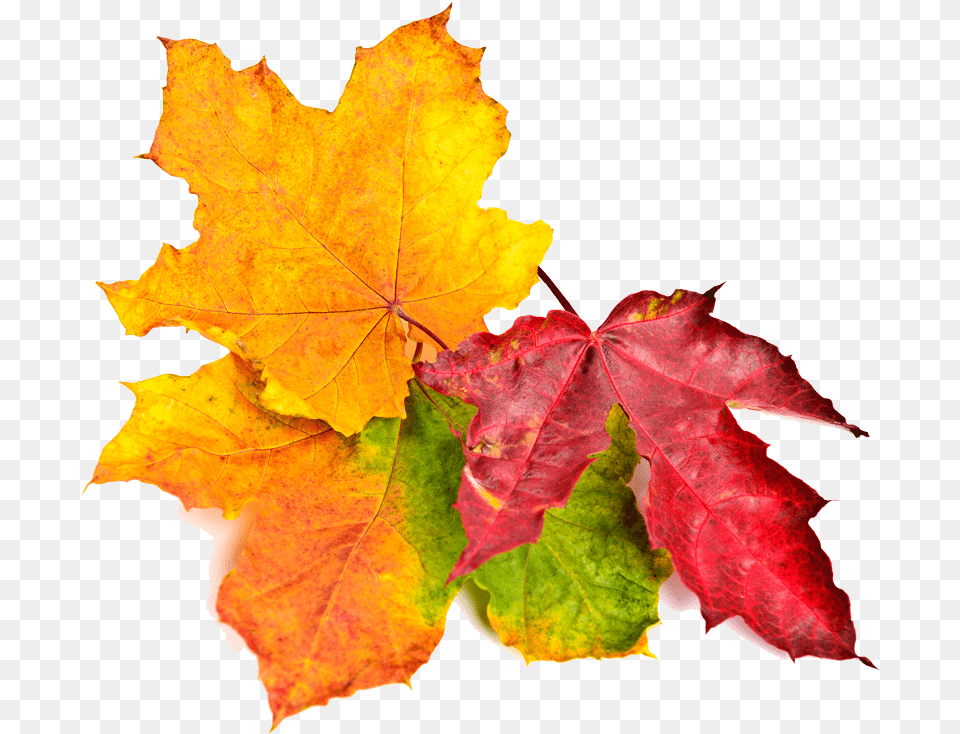 Fall Leaves Maple Leaf, Plant, Tree, Maple Leaf Free Png Download