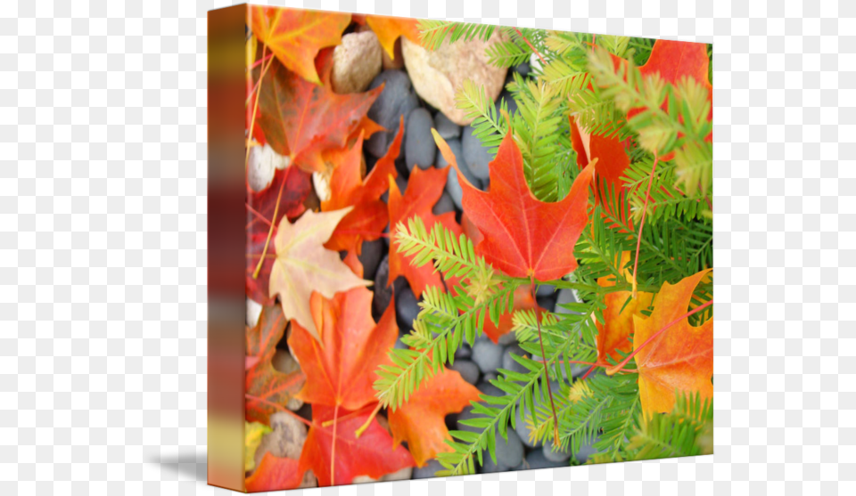 Fall Leaves Red Orange Autumn Tree Prints By Baslee Troutman Fine Art Lovely, Leaf, Maple, Plant, Maple Leaf Png Image