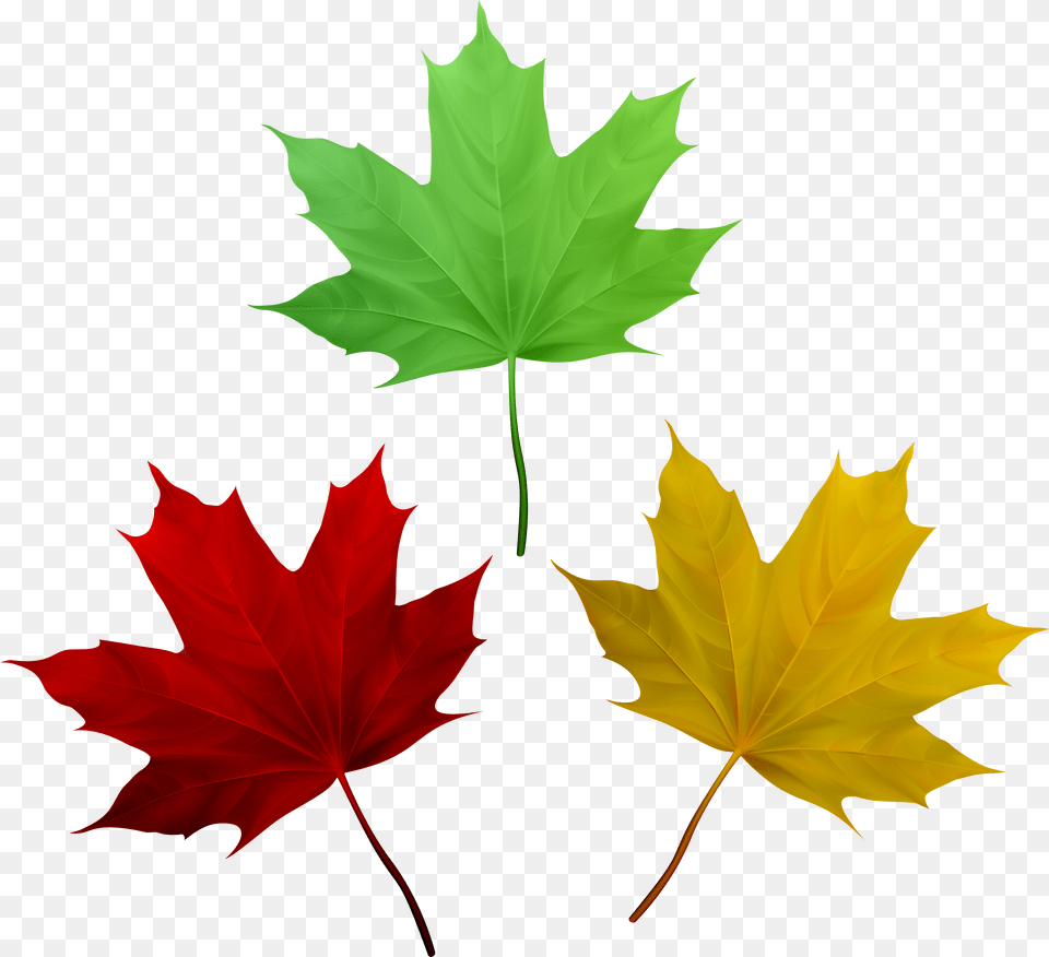 Fall Leaves Set Clip Art Free Png