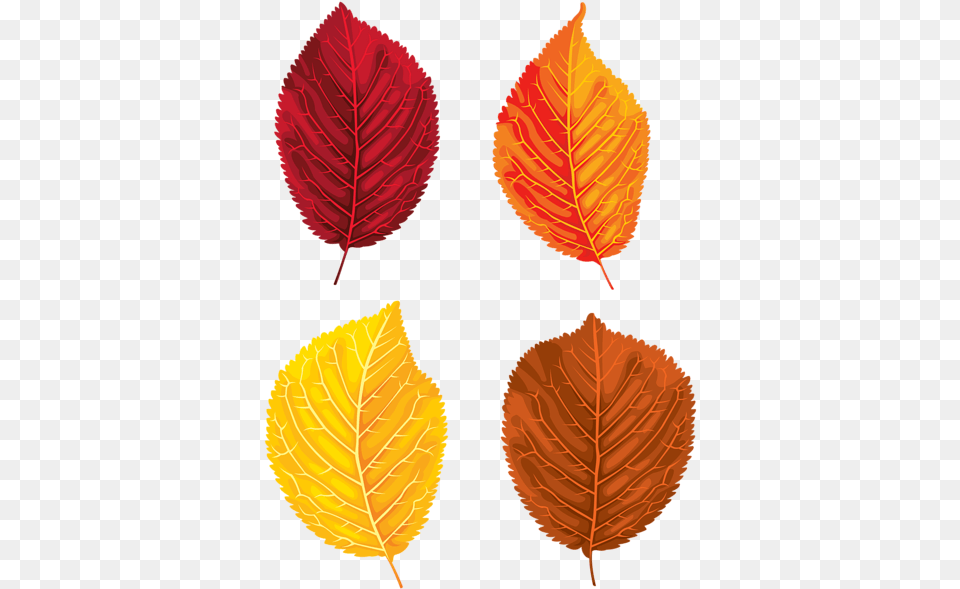 Fall Leaves Set Clipart Image Clip Art, Leaf, Plant, Festival, Hanukkah Menorah Free Png Download