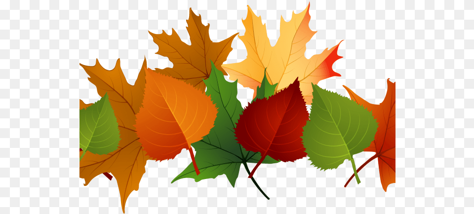 Fall Leaves Background, Leaf, Plant, Tree, Person Free Transparent Png
