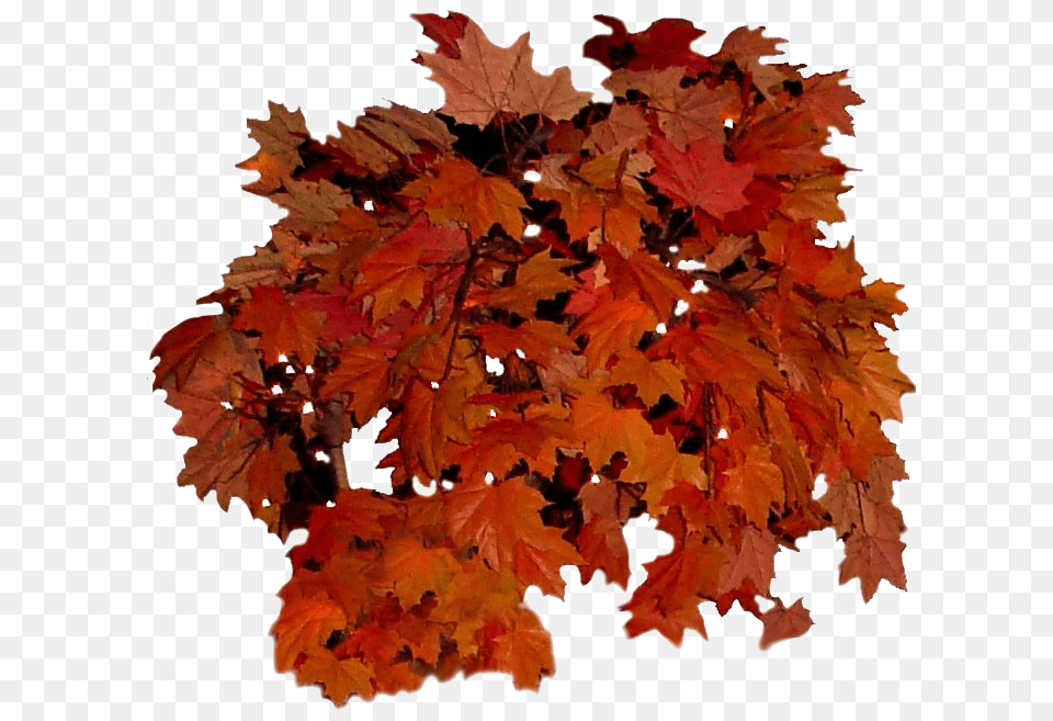 Fall Leaves Background Real Autumn Leaves, Leaf, Maple, Plant, Tree Free Transparent Png