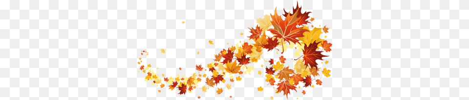 Fall Leaves Transparent Fall Leaves Transparent Background, Leaf, Plant, Tree, Maple Free Png