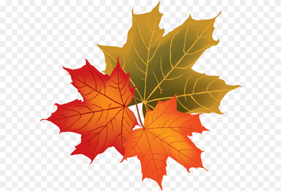 Fall Leaves Vector, Leaf, Plant, Tree, Maple Leaf Free Png