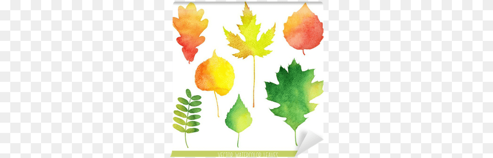 Fall Leaves Water Color, Leaf, Plant, Maple Leaf, Tree Free Png