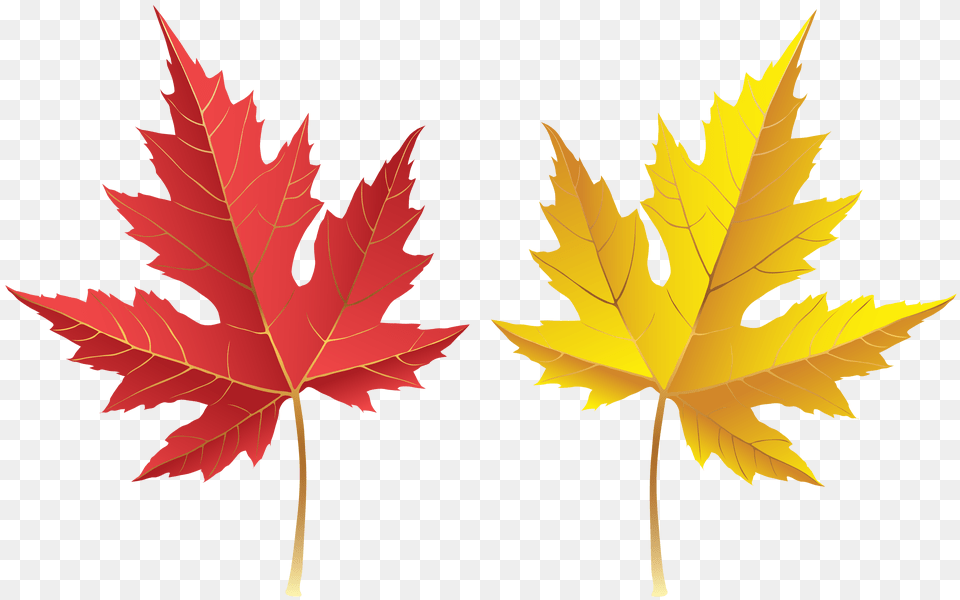 Fall Leves Clip Art, Leaf, Plant, Maple Leaf, Tree Free Png