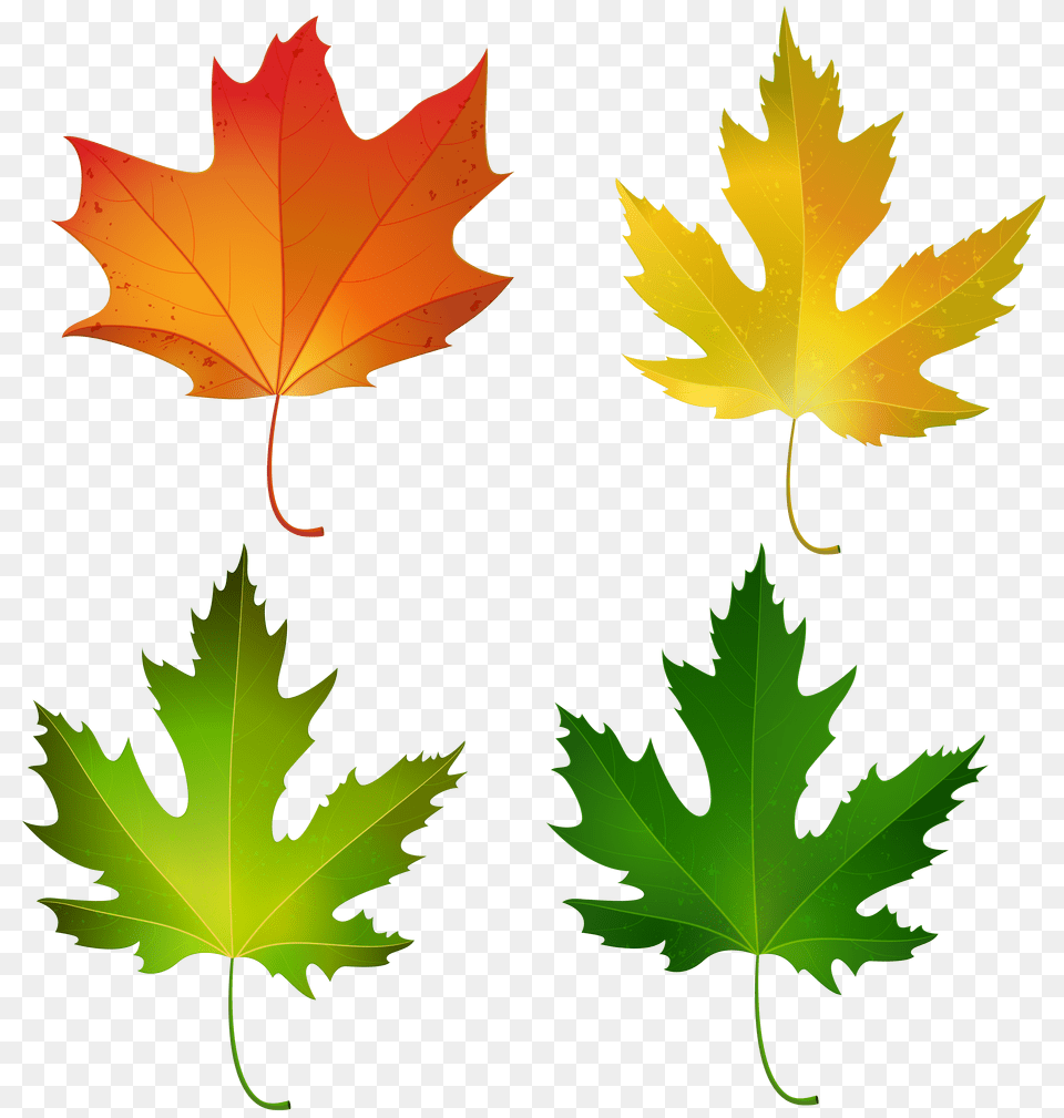 Fall Maple Leaves Set Decorative Clipart Gallery, Leaf, Plant, Tree, Maple Leaf Free Transparent Png