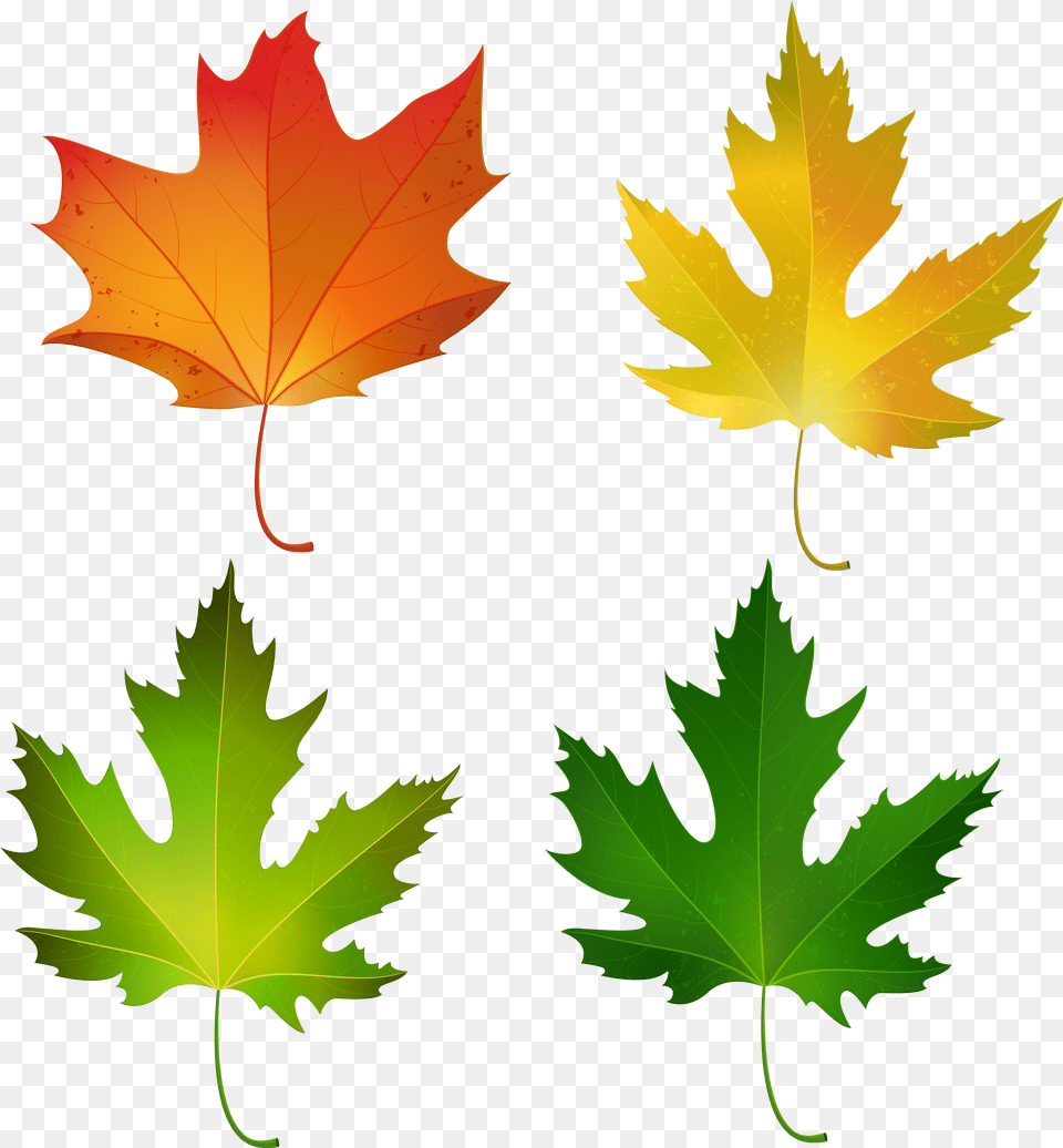 Fall Maple Leaves Set Decorative Clipart Image Fall Maple Leaf Clipart, Plant, Tree, Maple Leaf, Person Free Png Download