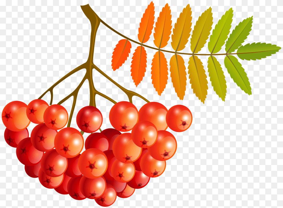 Fall Mountain Ash Fruits Clip Art Gallery Free Transparent Png