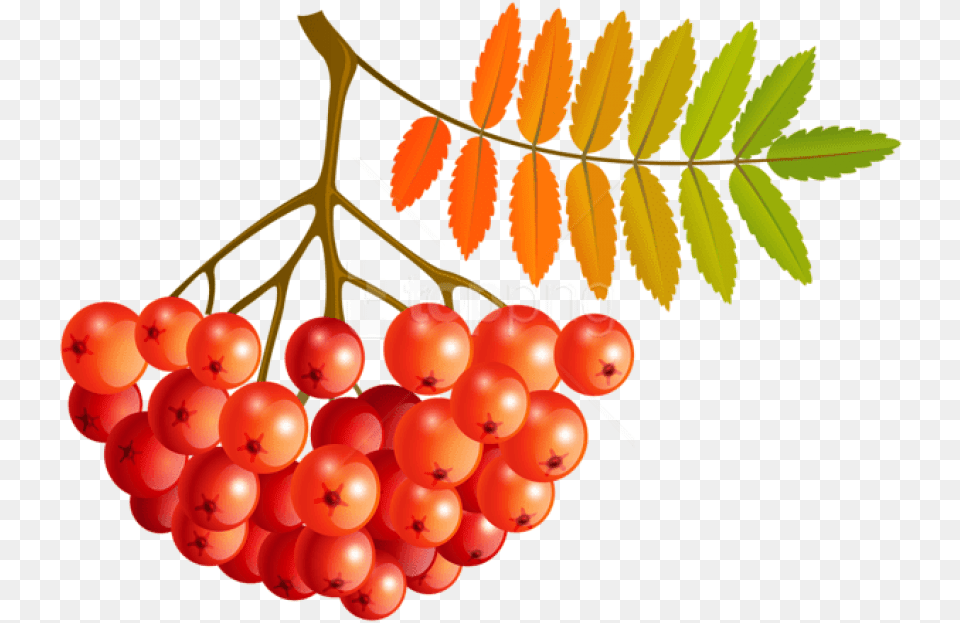 Fall Mountain Ash Fruits Clipart Mountain Ash Clipart, Food, Fruit, Plant, Produce Free Png Download