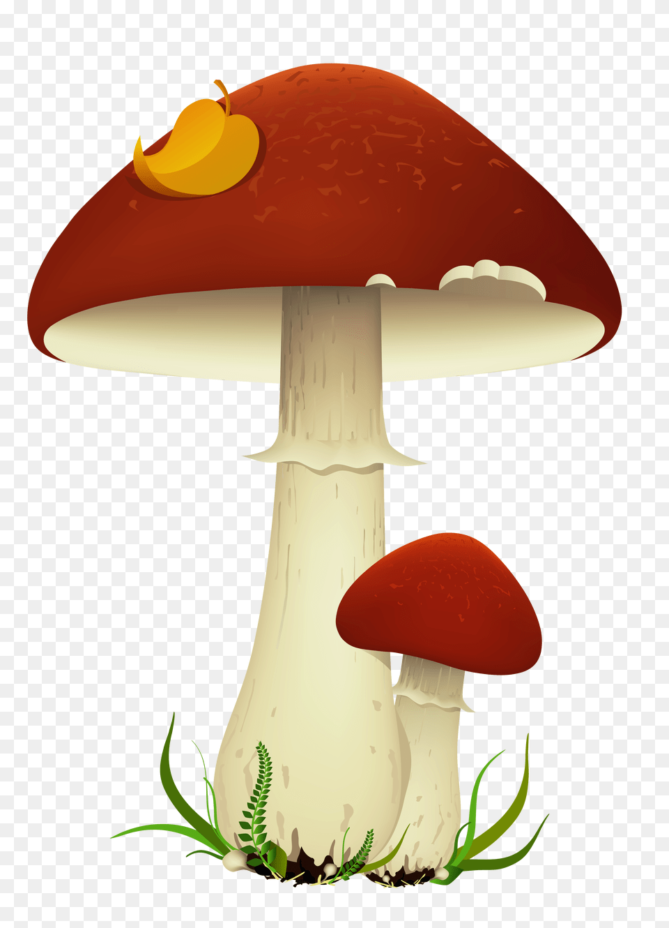 Fall Mushrooms Transparent, Agaric, Fungus, Mushroom, Plant Png