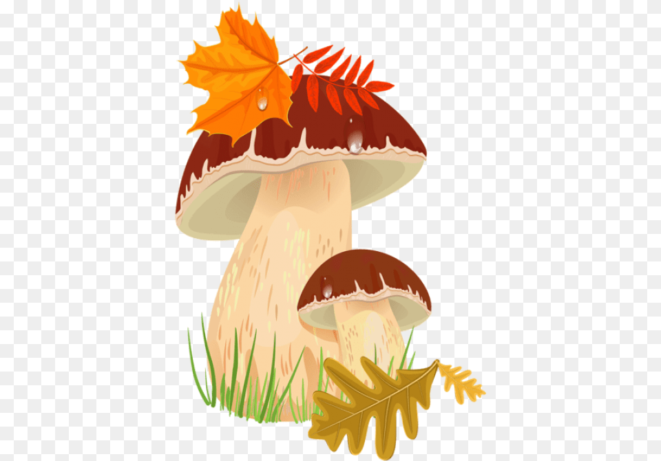 Fall Mushroomspicture Images Transparent, Leaf, Plant, Fungus, Mushroom Png