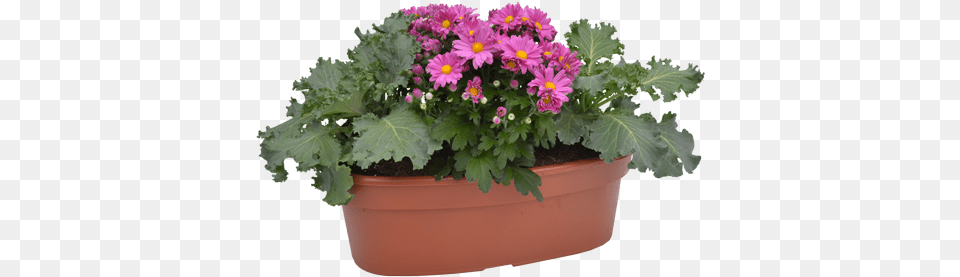 Fall Oval Planter Flower, Flower Arrangement, Geranium, Potted Plant, Plant Free Png Download