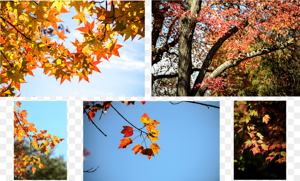 Fall Photos Autumn, Art, Collage, Leaf, Maple Free Png