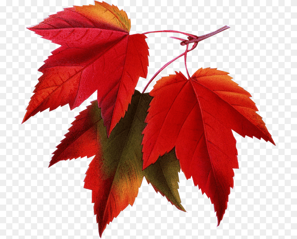 Fall Pictures For Email Signatures Hd Download Maple Leaf Transparent Background, Plant, Tree Png