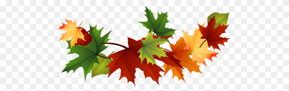 Fall Transparent Leaves Clipart And Printable Images For All, Leaf, Plant, Tree, Maple Free Png