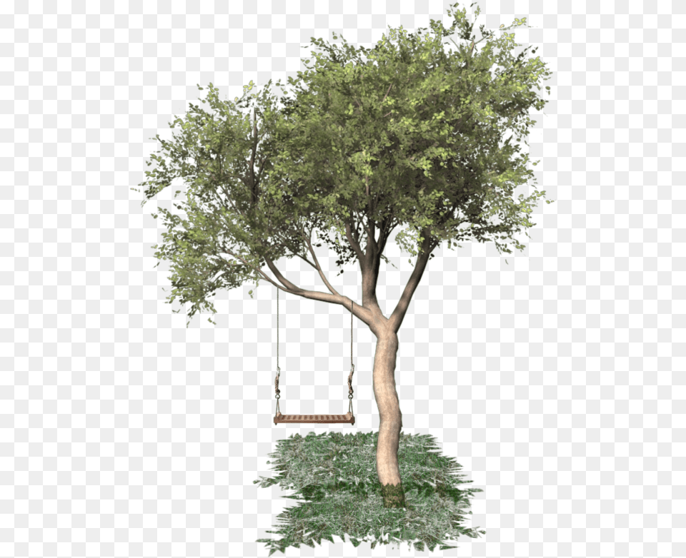 Fall Tree, Plant, Tree Trunk, Swing, Toy Png