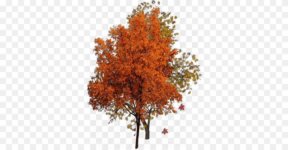 Fall Tree, Leaf, Maple, Plant Free Png Download