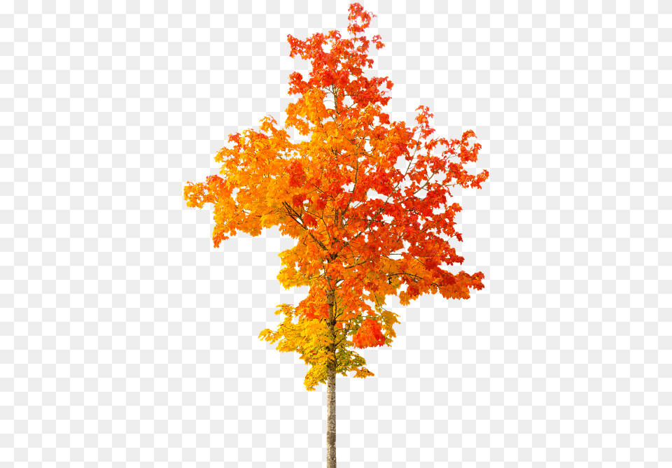 Fall Tree Autumn Tree Transparent Background, Leaf, Maple, Plant Free Png Download