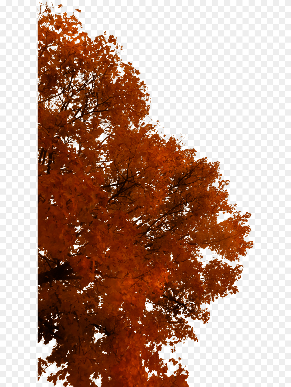 Fall Tree Branch, Leaf, Maple, Plant Png Image