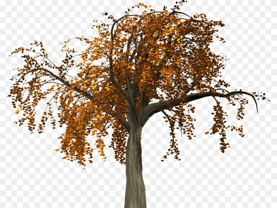 Fall Tree Branch Branch Autumn, Plant, Tree Trunk, Maple, Leaf Free Transparent Png