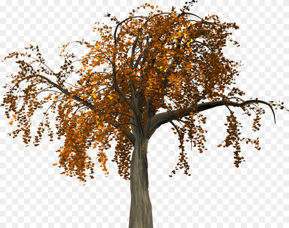 Fall Tree Branch Collections Red Leaves Tree, Plant, Tree Trunk, Maple, Leaf Png