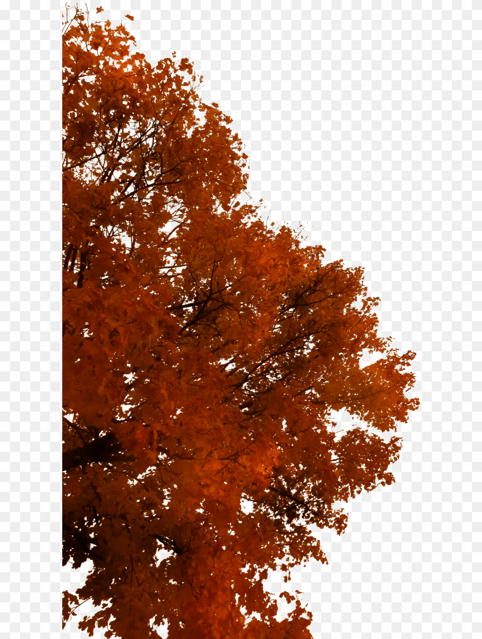 Fall Tree Branch Picture, Leaf, Maple, Plant Png Image