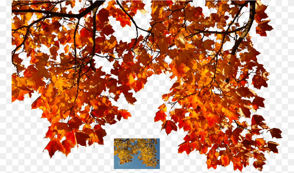 Fall Tree Branch Transparent Autumn Leaves Leaves, Leaf, Maple, Plant Free Png Download