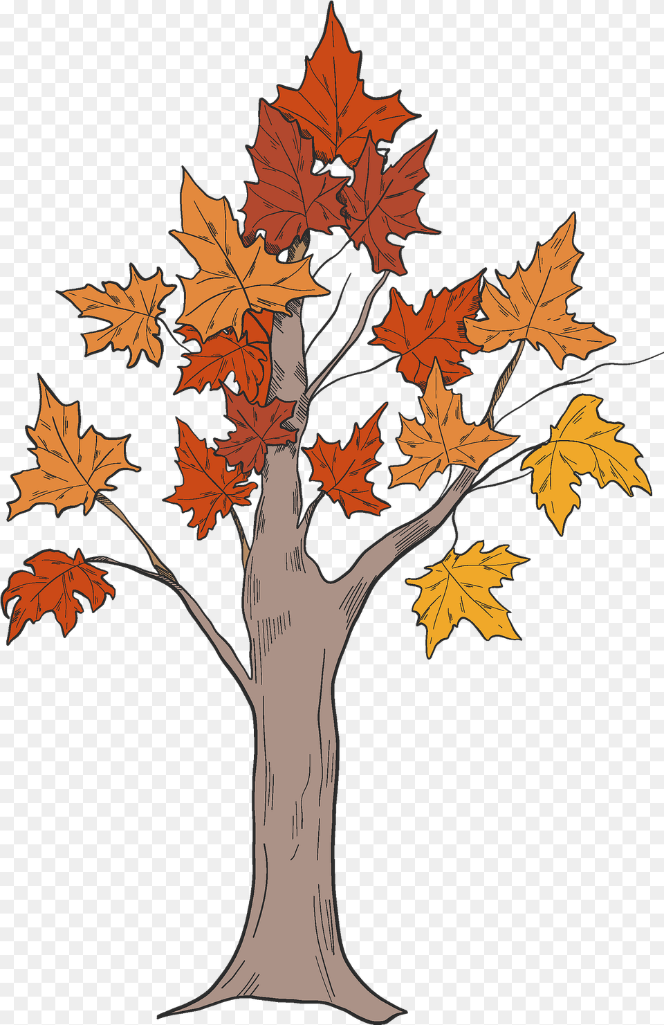 Fall Tree Clipart Maple Leaf, Plant, Adult, Wedding, Person Png