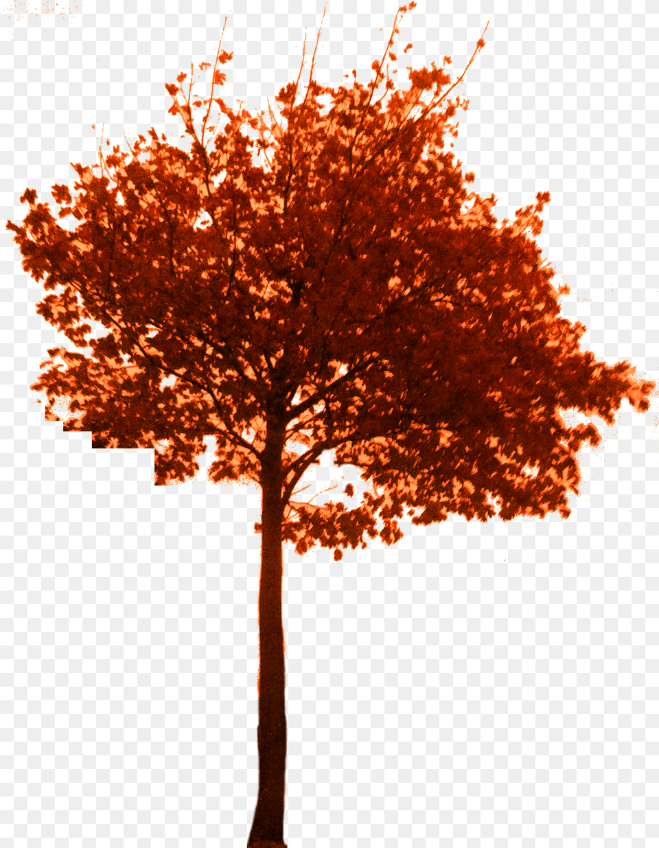 Fall Tree Tree Autumn Branch, Leaf, Maple, Plant Free Png Download