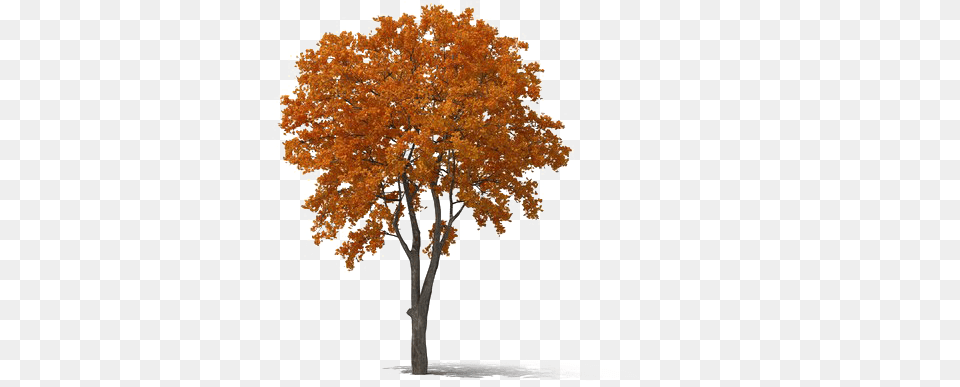 Fall Tree Fall Tree, Maple, Plant, Oak, Sycamore Free Png Download