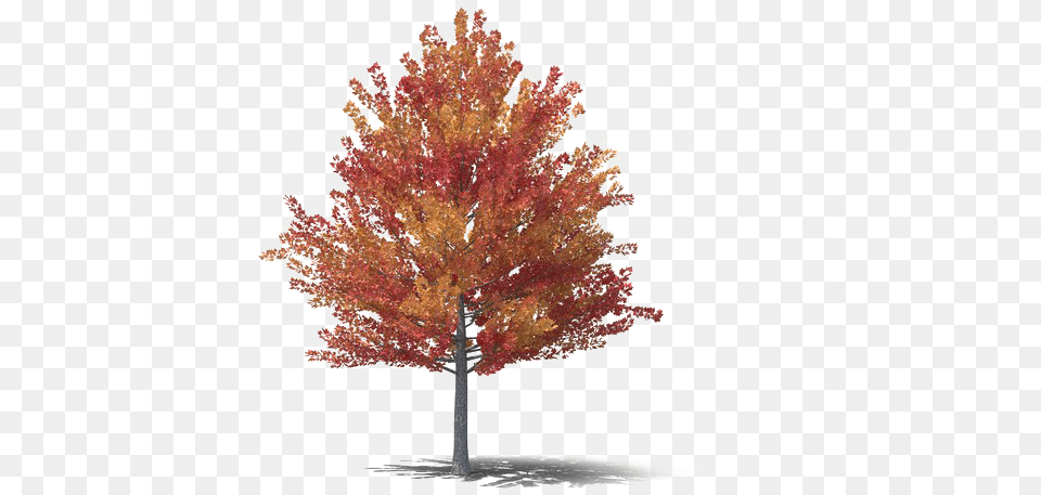 Fall Tree Mart Fall Trees, Maple, Plant, Leaf Free Png Download